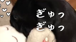 いちゃいちゃする黒パグ!! Flirting black pug !