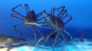 【鳥羽水族館】タカアシガニ  ミ[°°]ミ