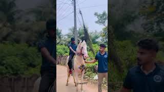 kerala horse riders #horse #keralahorse