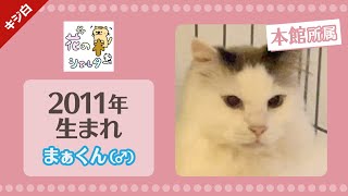 【保護猫】里親募集中！キジ白猫の保護猫をご紹介☆2011年生まれの男の子♪花の木シェルター「本館」所属☆