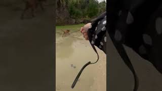 Today, the puppies are training in the rain! This 13-week-old trucker did an amazing job !