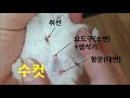 햄스터 성별 구별 해 볼까요 햄스터 암수 구분법 how to tell the sex of a hamster