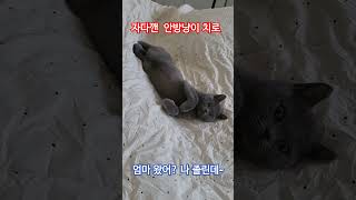 아무도 없을때는  침대에서 꿀잠을  자는 치로~~엄마 와서  눈떴네 ㅋㅋ귀여워  ~~