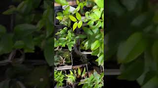 Growing tropical fruit plants in winter #tropicalfruit #nature #fruit #subscribe #viral #tranding