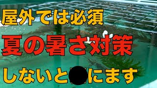 【必見】金魚の屋外飼育での夏の暑さによる弊害と対策、飼育の注意点を紹介します（餌やりにも影響します）