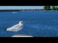 Harbor Atmosphere with the Sound of Seagulls