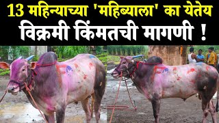 आदत किंग महिब्या मुलाखत | mahibya mulakhat|aadat king | rethere