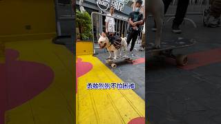 勇敢狗狗不怕困难 #dog #萌宠 #滑板狗 #法斗 #法斗玩滑板#狗狗玩滑板