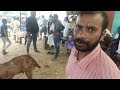 తిరుపతి సంతలో live weight 400 👉 viral vlog goat animals trending తిరుపతి