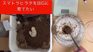 【スマトラオオヒラタ幼虫飼育】 　2回目の菌糸ビン交換　dorcus titanus   stag beetle