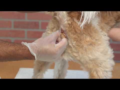 How to Express Your Dog's Anal Glands at Home - Veterinarian Recommended Way (GRAPHIC) How to Express Your Dog's Anal Glands at Home - Veterinarian Recommended Way (GRAPHIC)