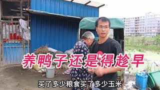 大勇养鸭子才一个多月，玉米跟稻谷就吃了1000多斤，看来买鸭子还是得趁早