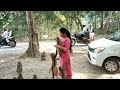 जय बजरंगबली हनुमान 🙏#youtube#monkey #video