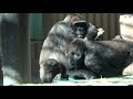 ニシゴリラのモモタロウ一家　vol.６　 momotaro family of western gorilla vol. 6 京都市動物園・kyoto city zoo