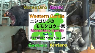 ニシゴリラのモモタロウ一家　Vol.６　(Momotaro family of Western Gorilla   Vol. 6) 京都市動物園・Kyoto City Zoo