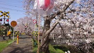 奈良 佐保川満開の桜