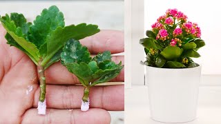 Kalanchoe propagation in simple steps | How to propagate Kalanchoes