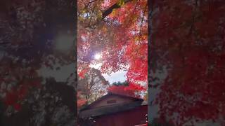 京都　北野天満宮　#shorts #kyoto  #autumncolors