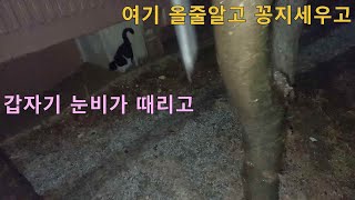 눈비오니  내가여기 나타날줄알고  기다리는  인형이  꼬리는 하늘을 날아갈거같이 세우고  !길고양이중성화 (tnr) 34마리