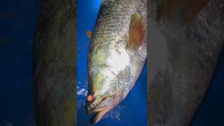 Khajara#jitada#fish #fishing #youtubeshorts #viral