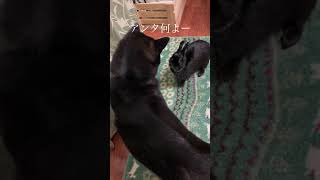 黒うさぎ先輩にパンチされる柴犬