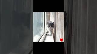 Funny Cat Reactions:2, #shorts | Amazing Pets