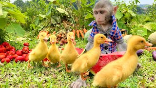 Little monkey Bim Bim helps ducklings escape from naughty Amee