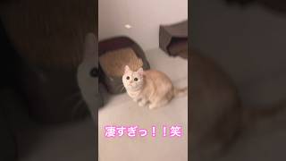 小さい獲物の両手でキャッチする運動神経抜群な女の子猫。　#ねこ動画 #猫のいる暮らし #shorts