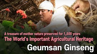 Introducing “Geumsan Ginseng Agricultural Heritage System”