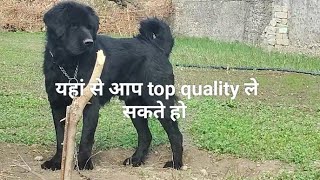 क्या आप भी ढूंढ रहे हो अच्छी नस्ल का भोटिया कुत्ता #भोटिया_kutta #Himalayan_sheepdog