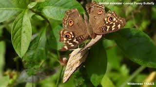 Junonia lemonias (Linnaeus, 1758) - Lemon Pansy Butterfly