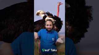 G K fact - Ostrich