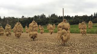 Harvesting Rice Hiraizumi Japan