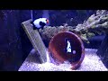 sea u0026 reef phantom clownfish u0026 proaquatics extreme blacker ice