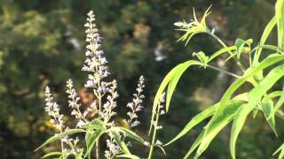 Nirgundi Vitex negundo | Best herb for management of pain