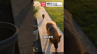 犬に付いて行くアライグマの赤ちゃん