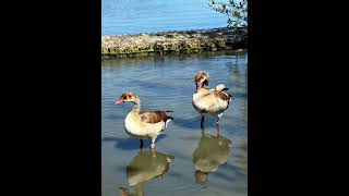 Egyptian goose family without their children