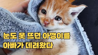 눈도 못 뜨던 아깽이를 데려왔다