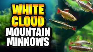 White Cloud Mountain Minnow Care Guide – Everything You Need To Know For Thriving Fish!