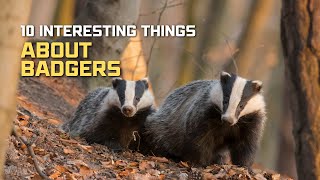 10 interesting things you didn’t know about badgers | #AnimalsandPets