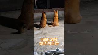 늦은저녁 옥상에서 둘이 똑같이 앉아있는 강아지들 보리.여우 (2024.06.02) #저녁 #옥상 #반려견