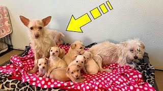 Mom-dog tried her best to save the puppies, but a miracle happened!