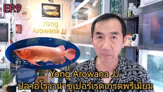 ปลาอโร​วา​น่า​ซูเปอร์​เรด​ (Yong​ Arowana​ JJ)​Ep.9