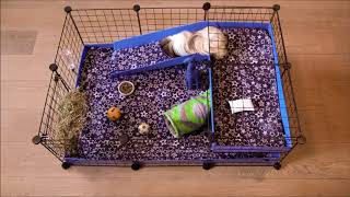 The Best Guinea Pig Cage: Kavee's No DIY C\u0026C Guinea Pig Cage