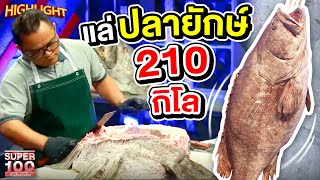 ปลาเก๋ามังกรยักษ์ ! หนักกว่า 210 กิโลกรัม แล่สด กลางรายการ HIGHLIGHT | SUPER100