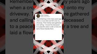 Crow Funeral Twitter Birds