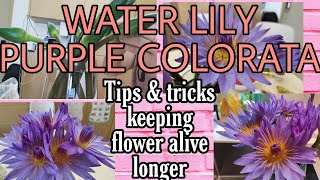 WATER LILY( PURPLE COLORATA)@sassygirlilonggavlog5046