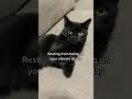 CUTE BLACK CAT WALKS ON ELBOWS