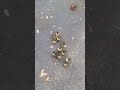 Ducklings think I'm their mom