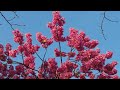 荏原神社　寒緋桜　2024.02.10